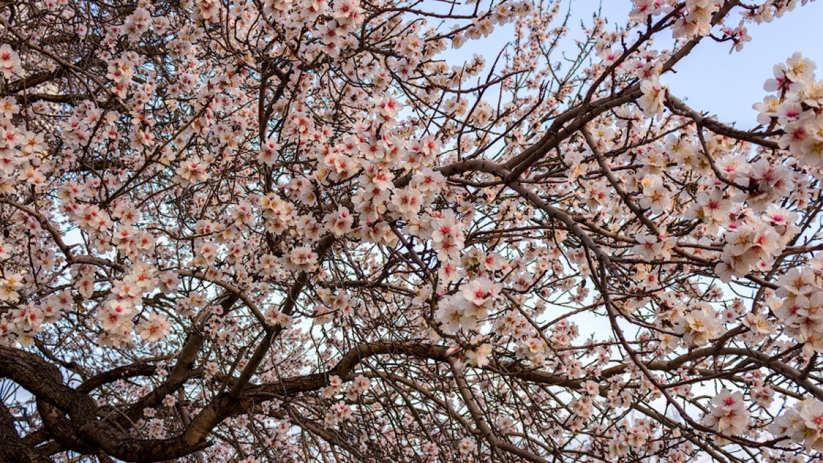 Какое дерево зацветает первым весной. Миндаль цветет в Севастополе. Дерево миндаль в Крыму. Цветение миндаля в Крыму. Цветущие деревья Крым миндаль.