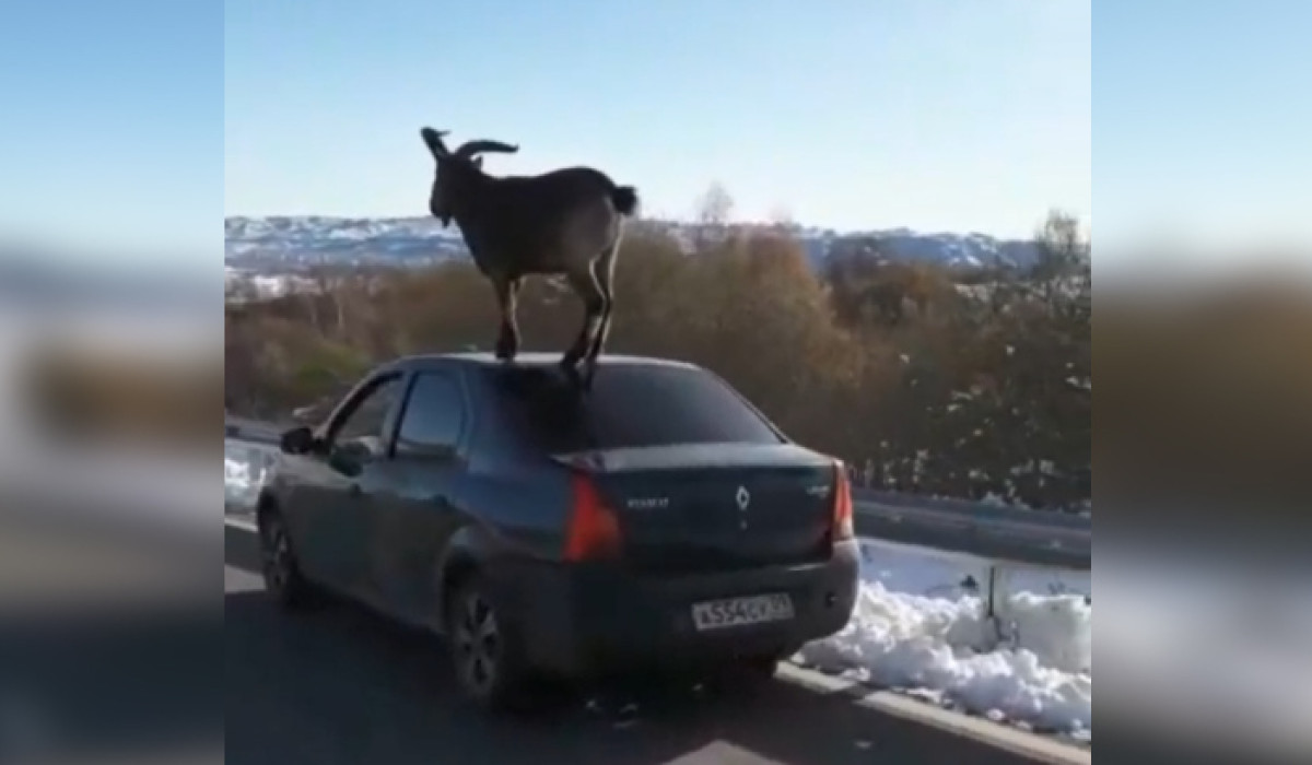 Дерзкий козел устроил 