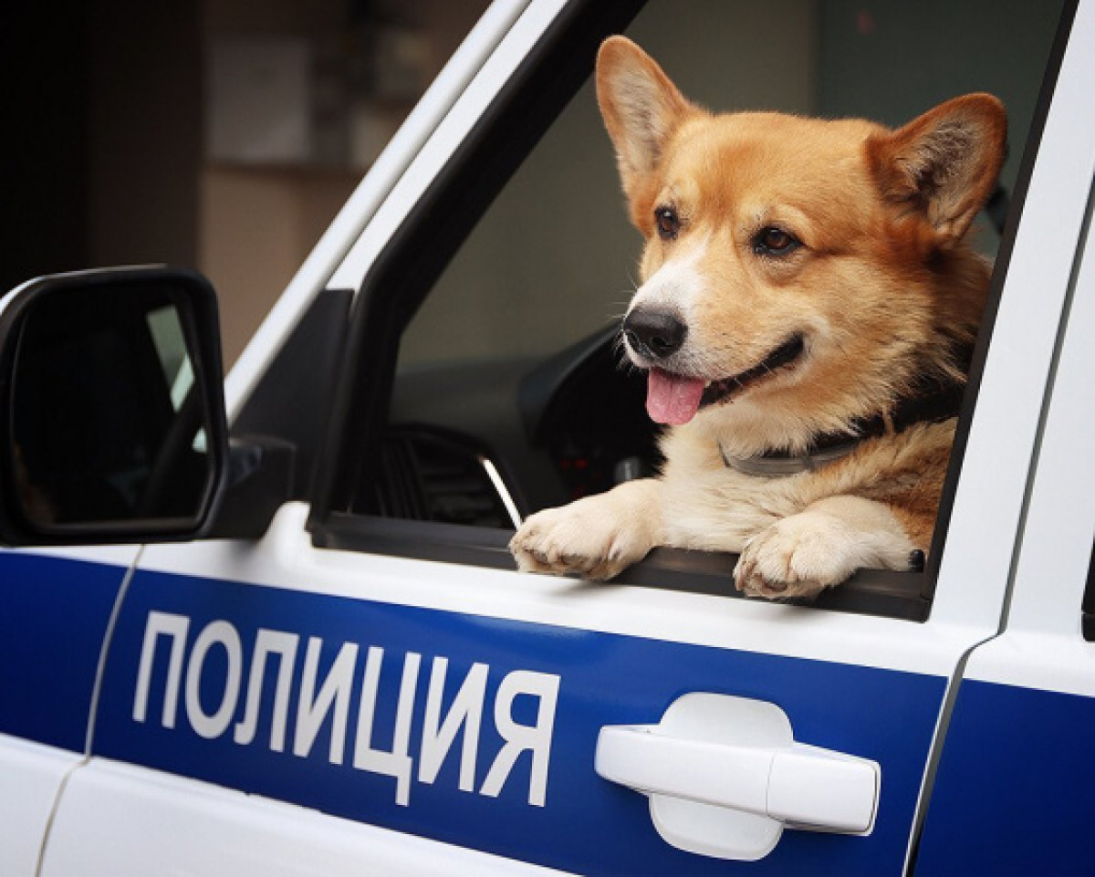 Собаки в полиции. Рыжий полицейский корги. Корги Нижний Новгород полиция. Корги рыжий Нижний Новгород полиция. Единственный в России корги-полицейский.