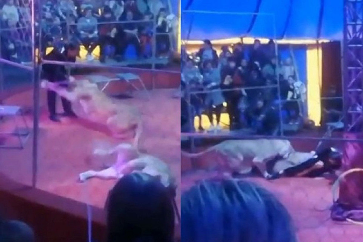 25 октября на левом. Цирк шапито львица напала. Трагедия в Челябинском цирке со львами 2015.