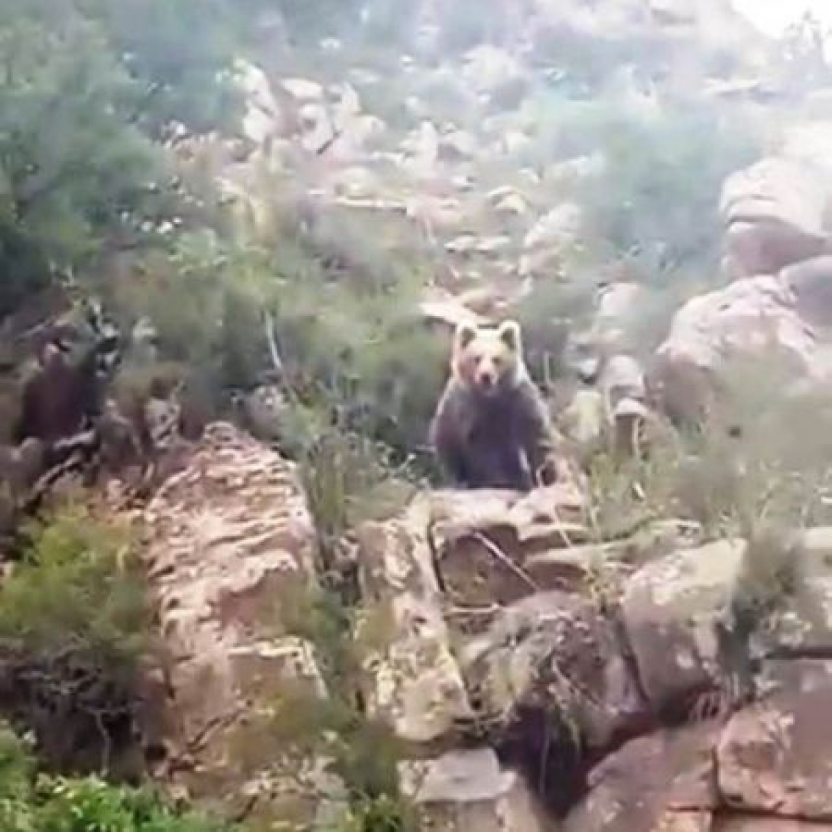 Тянь-шанский бурый медведь попал в фотоловушку в нацпарке Алтын-Эмель