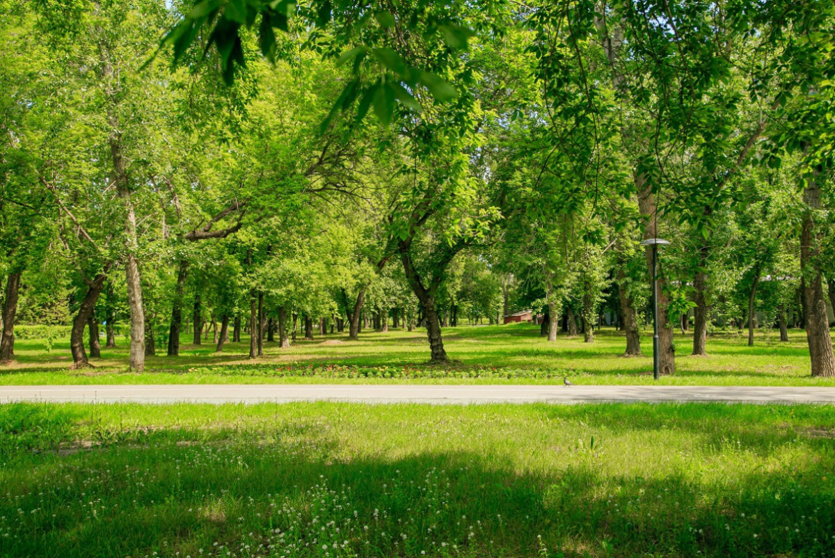 Платные Фото В Парке